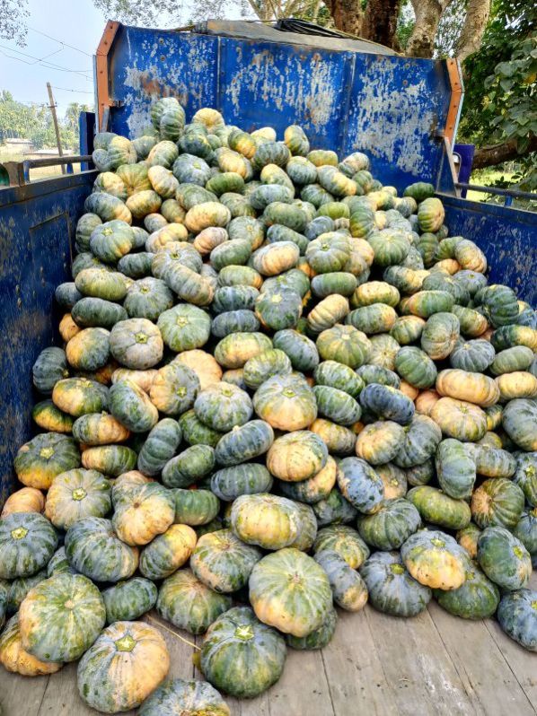 Fresh Pumpkin F1 137