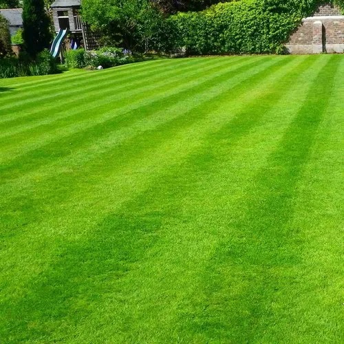 Australian Green Lawn Grass