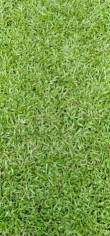 Blade Green Lawn Grass
