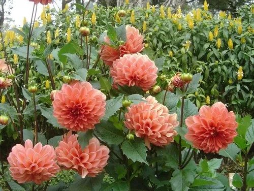 Dahlia Flower Plant