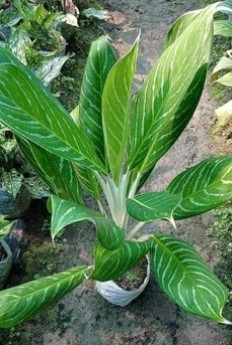 Decorative Indoor Plants