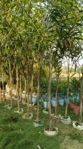 Foxtail Palm Tree Plant