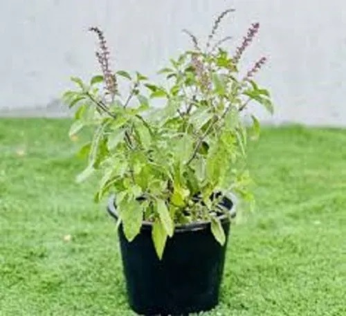 Green Tulsi Plant