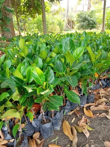 Jackfruit Plant