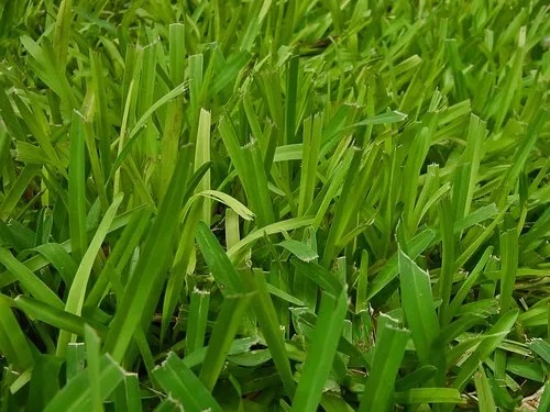 Lawn Natural Grass