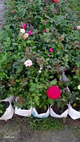 Fembay Mini Rose Plant