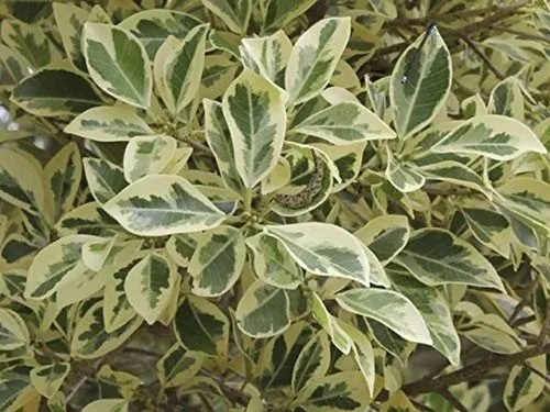 White Ficus Plant