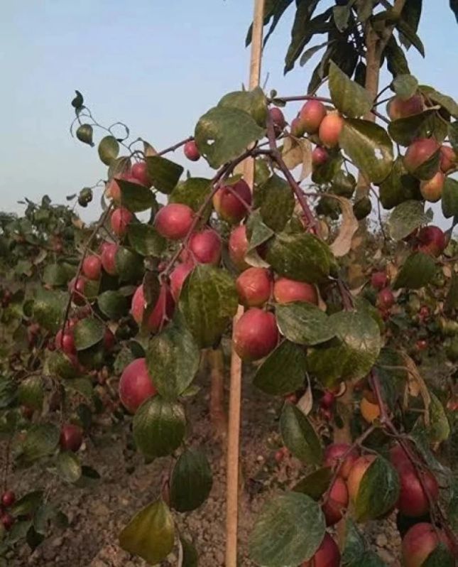 Apple Ber Plants