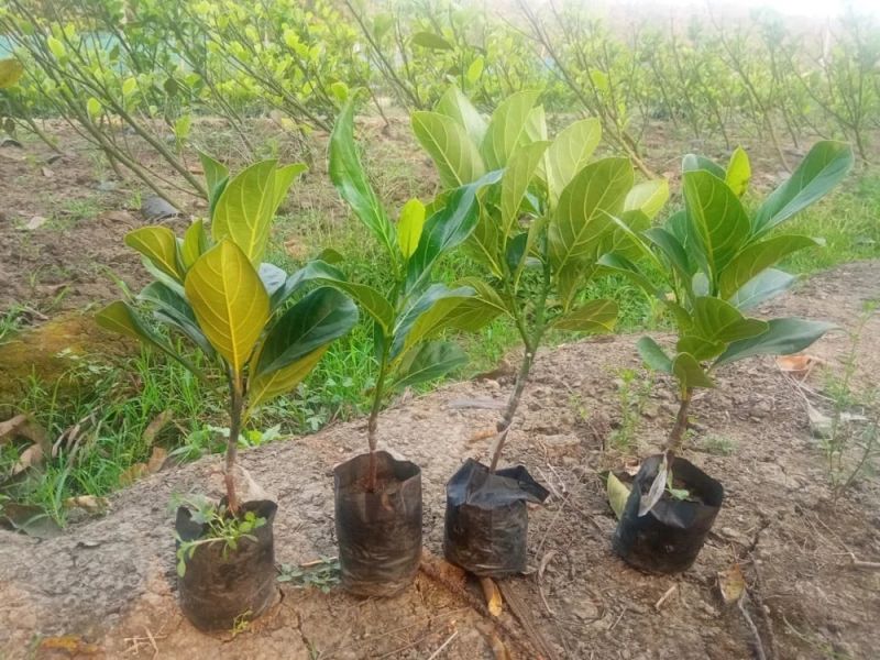 Jackfruit Plant