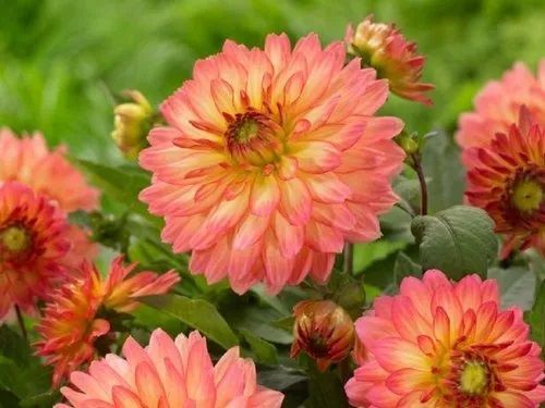 Dahlia Flower Plant