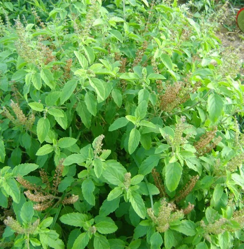 Green Tulsi Plant