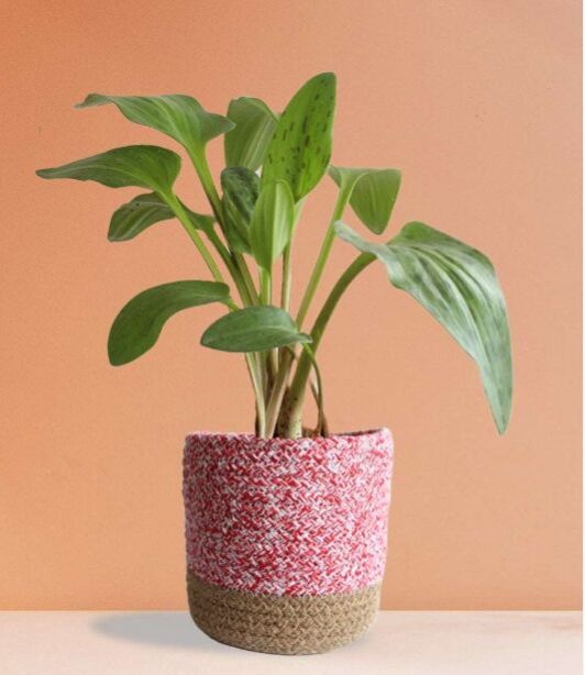 Medium African Hosta Plant