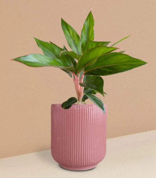 Aglaonema Black Lipstick Plant In Ceramic Pot (Medium)