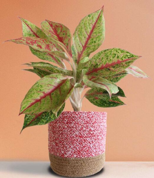 Aglaonema Harlequin Large Plant