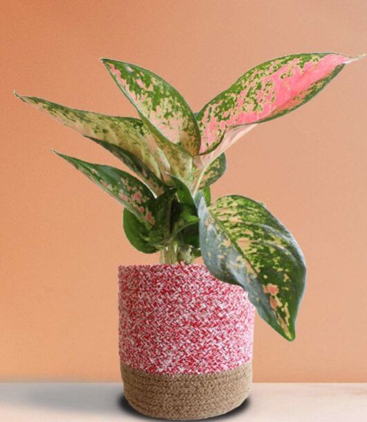 Aglaonema O Rose Cochin Indoor Plants