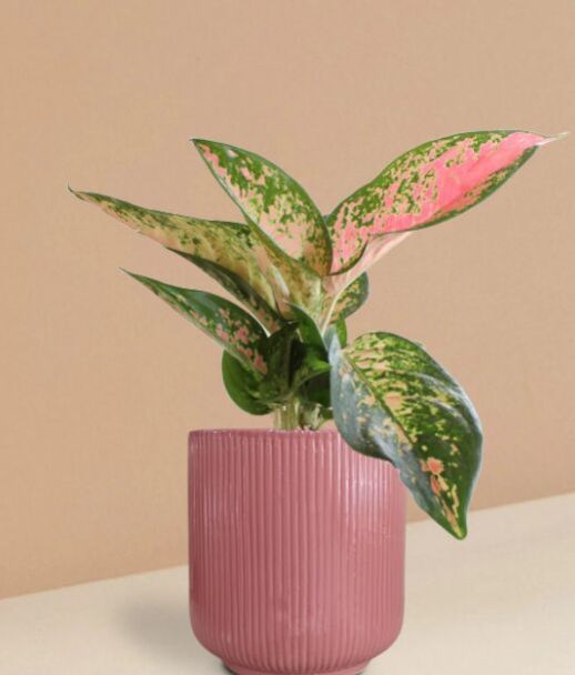 Aglaonema 'o' Rose Cochin Plant In Ceramic Pot (large)