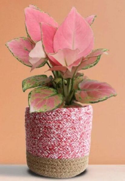 Aglaonema Pink Anjamani Plant