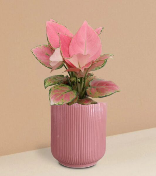 Aglaonema Pink Anjamani Plant In Ceramic Pot (Medium)