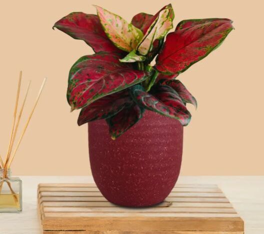 Aglaonema Red Beauty (Small) In Eco Pot