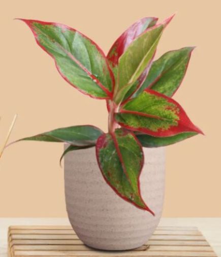 Aglaonema Red Lipstick (Small) In Eco Pot
