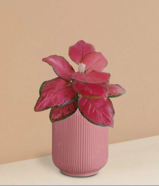 Aglaonema Red Ruby Plant In Ceramic Pot (Medium)