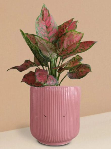 Aglaonema Red Valentine Plant In Ceramic Pot (Medium)