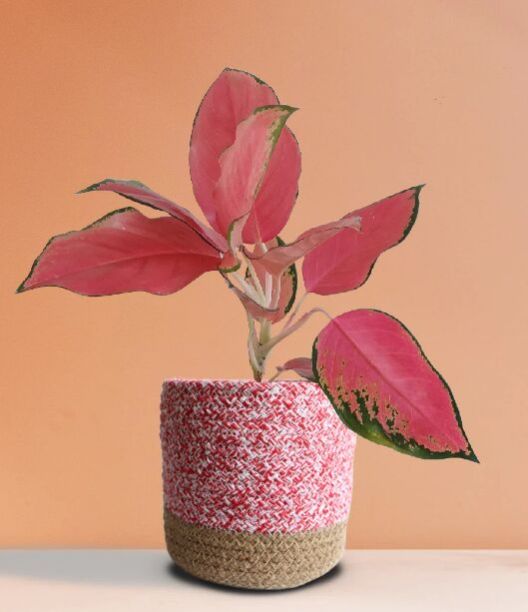 Aglaonema Suksom Jaipong Live Plant