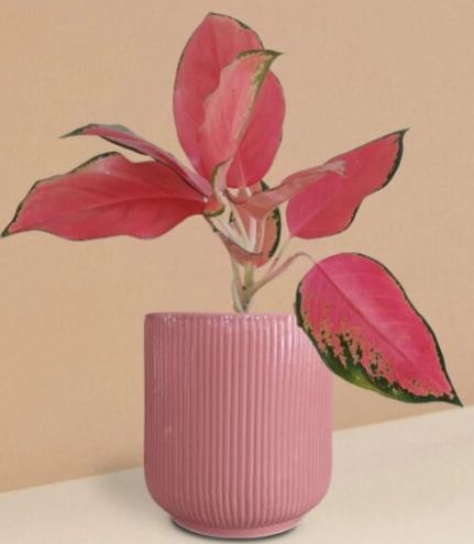 Aglaonema Suksom Jaipong Plant In Ceramic Pot (Medium)