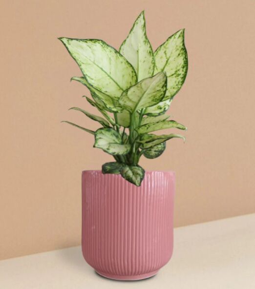 Aglaonema Super White Plant In Ceramic Pot (Medium)
