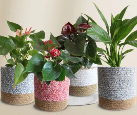 Air-purifying Flowering Plants Combo