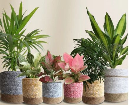 Air-purifying Plants For Living Room