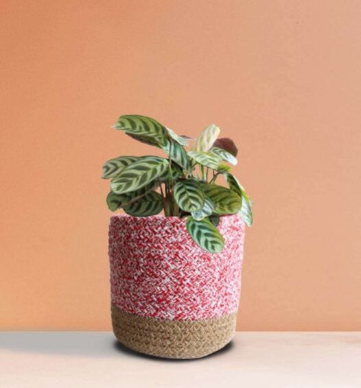 Alathea Burle Marx Medium Plant