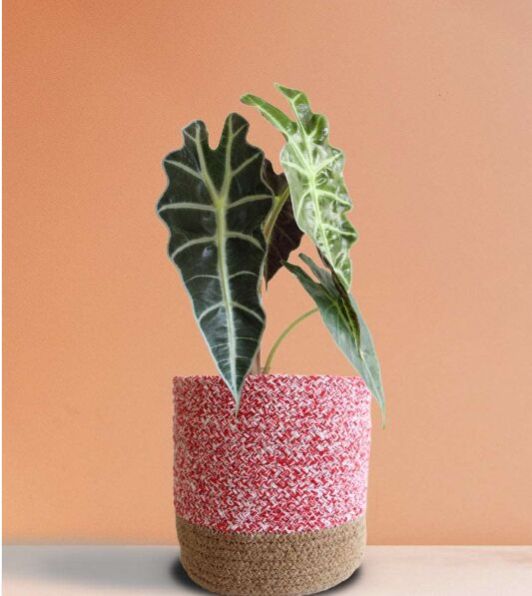 Alocasia Amazonica Large Plant