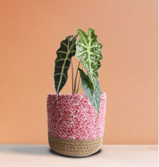 Alocasia Amazonica (Medium)