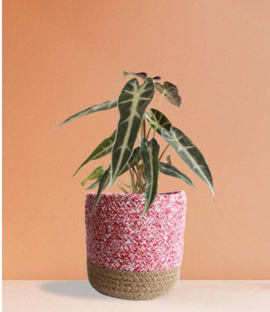 Alocasia Bambino Arrow Medium Plant