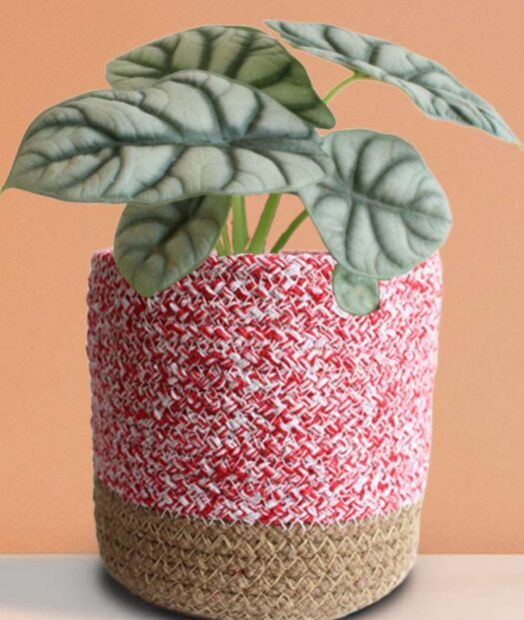 Alocasia Silver Dragon Medium Plant