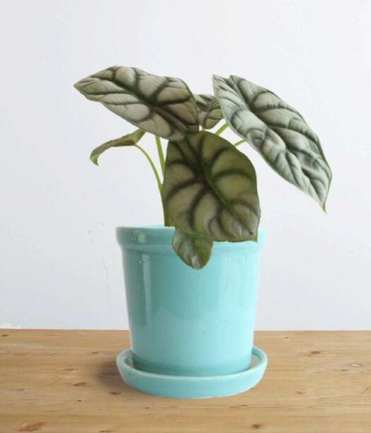 Alocasia Silver Dragon (Small)