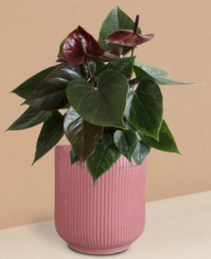 Anthurium Chocolate Plant In Ceramic Pot (Medium)