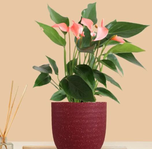 Anthurium Mini Pink Plant (Small) In Eco Pot