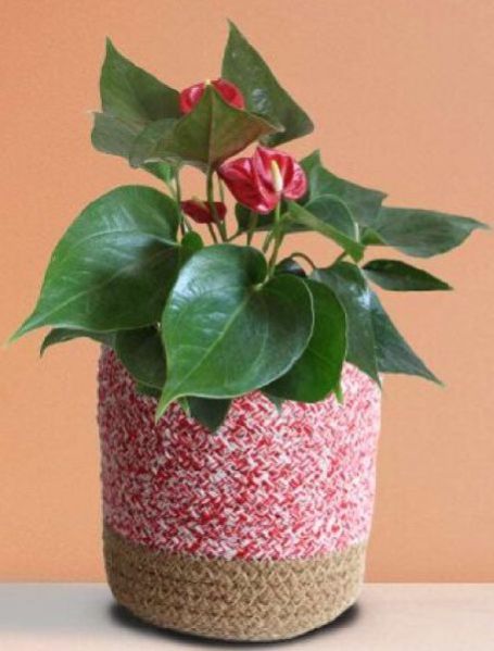 Anthurium Mini Red Plant