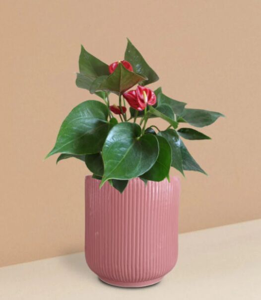 Anthurium Mini Red Plant In Ceramic Pot (Medium)