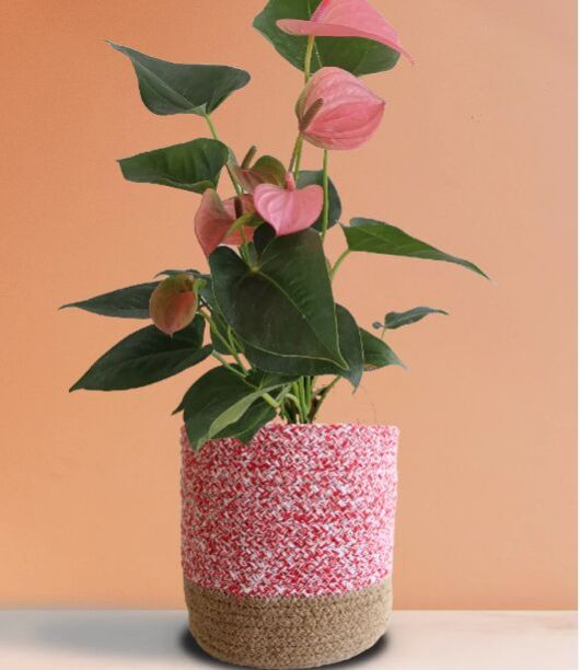 Anthurium Pink Large Plant