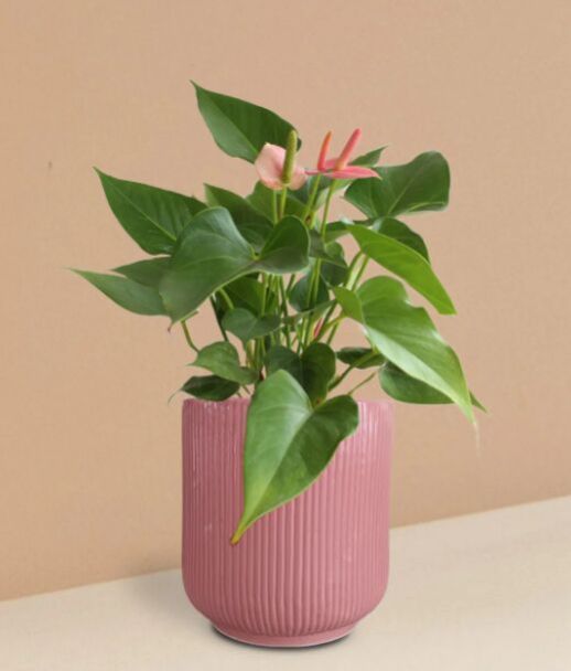 Anthurium Pink Plant In Ceramic Pot (Medium)