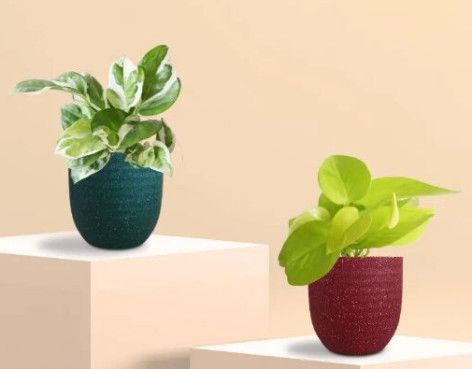Bathroom Plants Combo (Small)