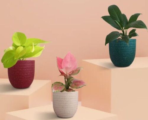 Bedroom Plants Combo For Better Sleep (Small)