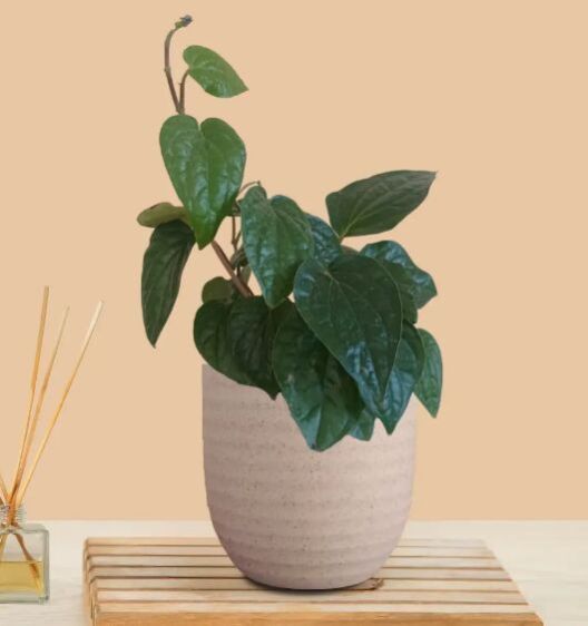 Betel Leaf Plant - Magai Paan (small) In Eco Pot