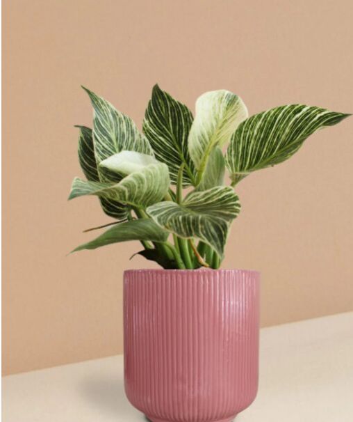 Birkin Philodendron Plant In Ceramic Pot (Large)