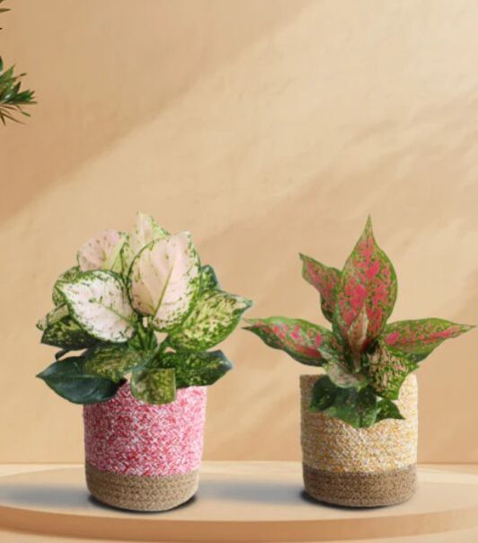 Blushing Twins Plants