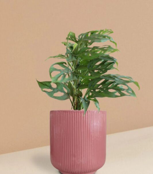 Broken Heart Plant In Ceramic Pot (Large)