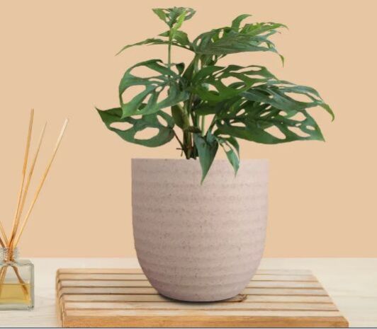 Broken Heart Plant (Small) In Eco Pot